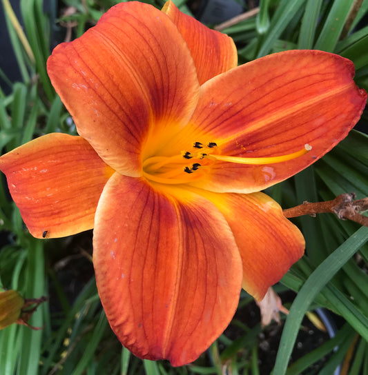 Hemerocallis 'Blaze of Fire'