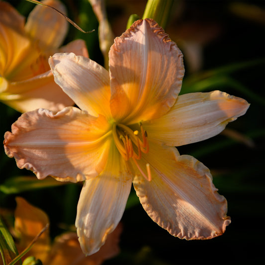 Hemerocallis 'Buddy Benz'