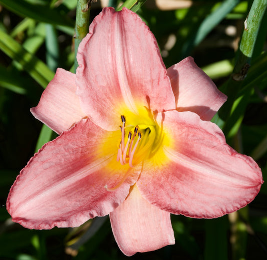Hemerocallis 'Cedar Waxwing'
