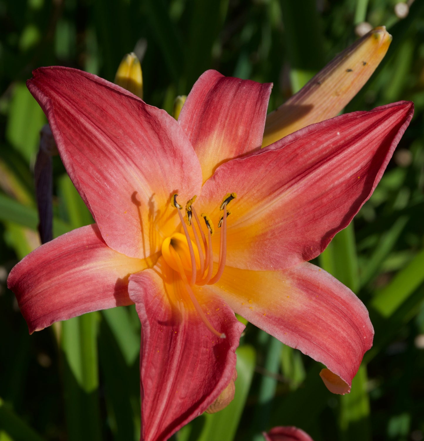 Hemerocallis 'Cherry Cheeks'