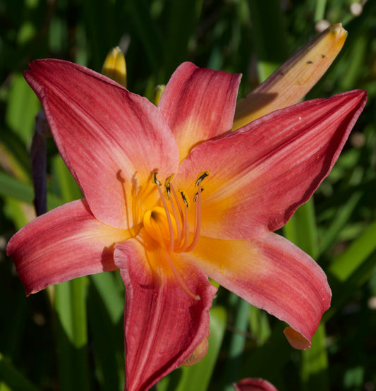 Hemerocallis 'Cherry Cheeks'