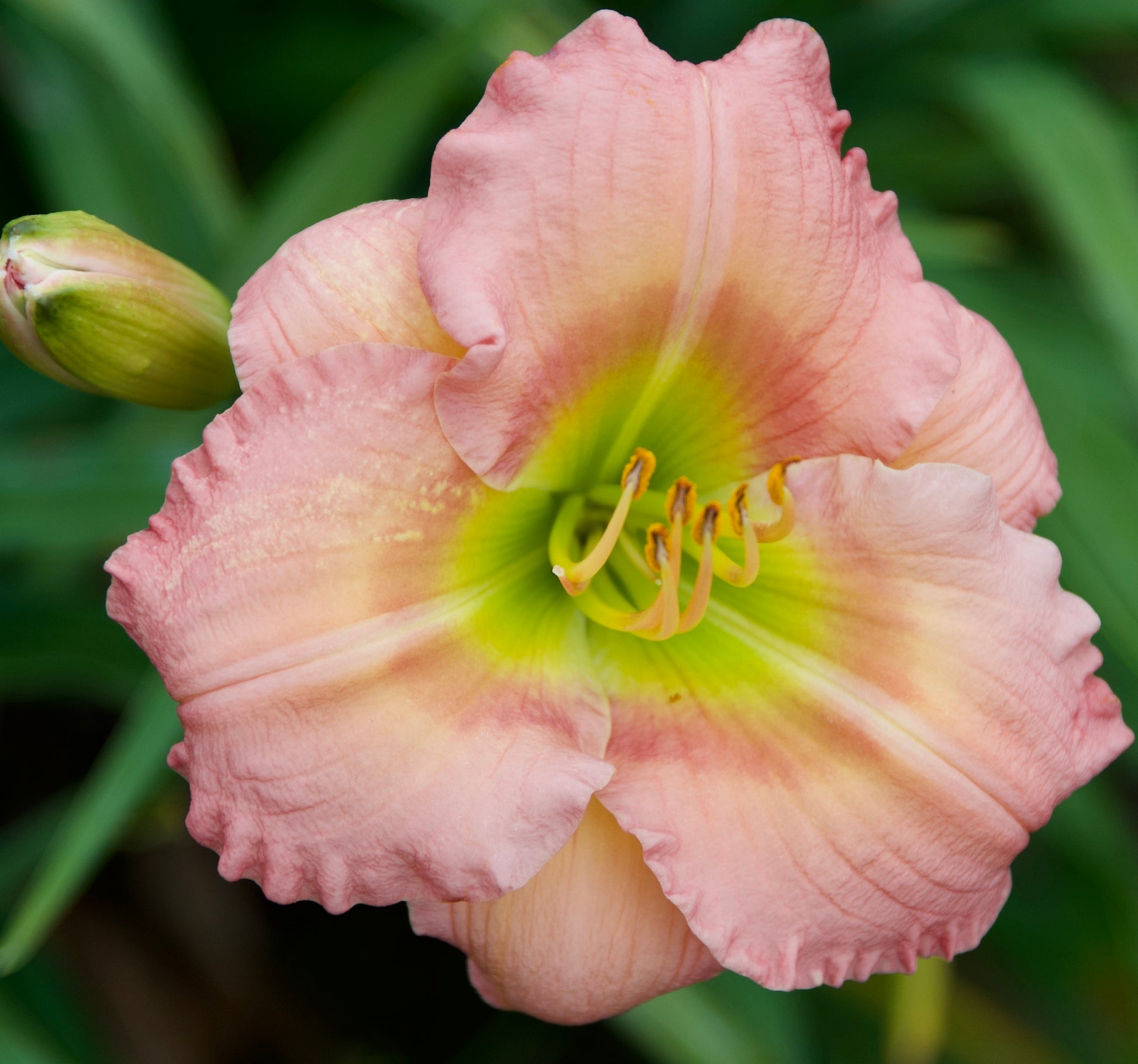 Hemerocallis 'Chorus Line'