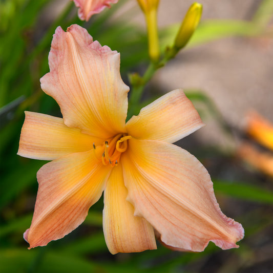 Hemerocallis 'Circus Clown'