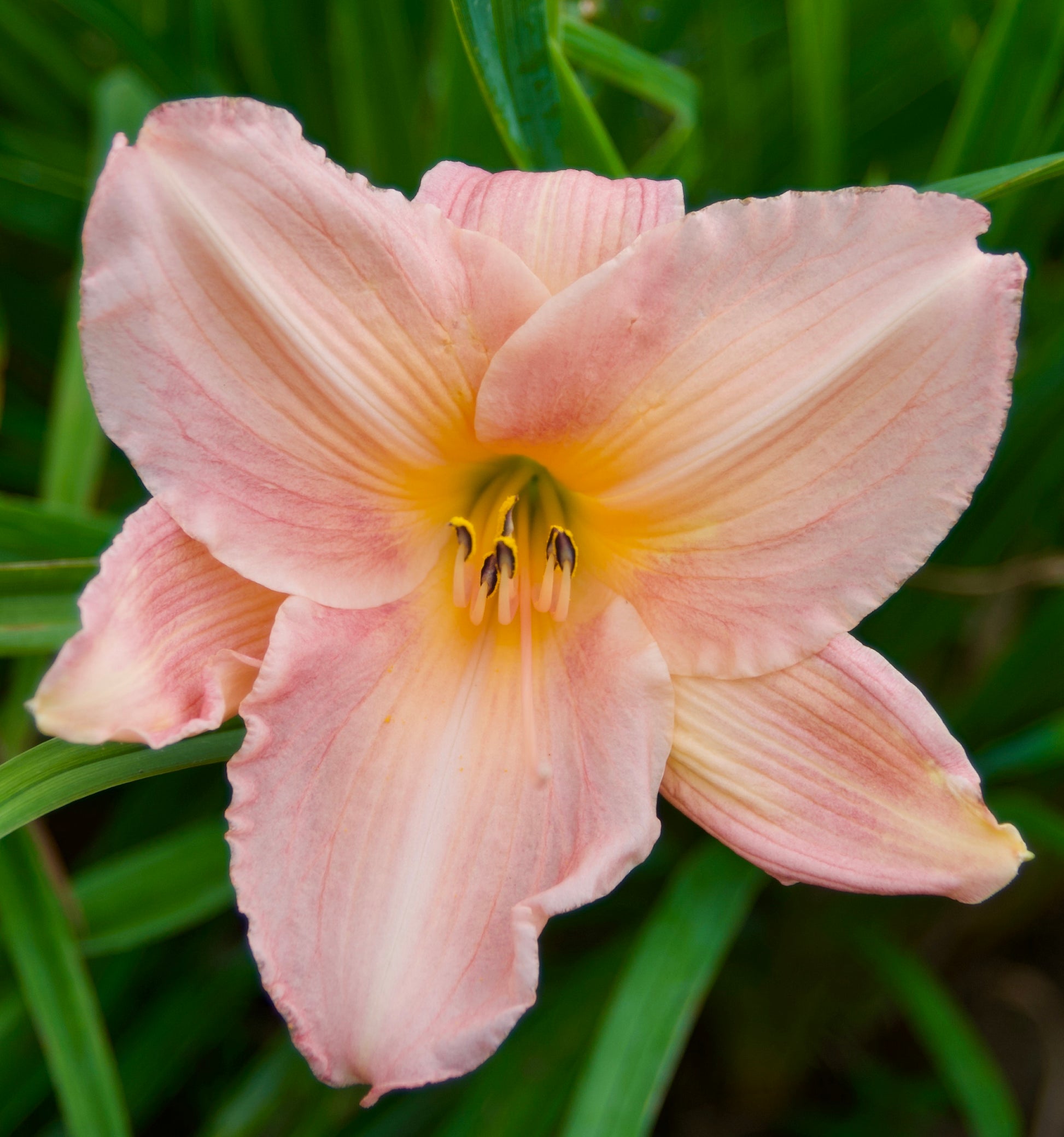 Hemerocallis  'Country Club'