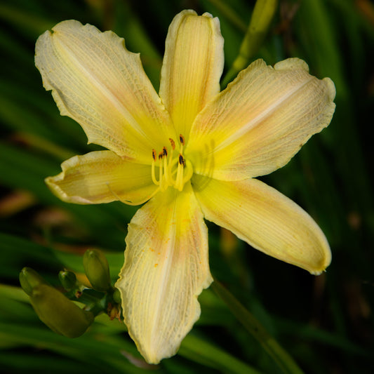 Hemerocallis 'Dacquiri'
