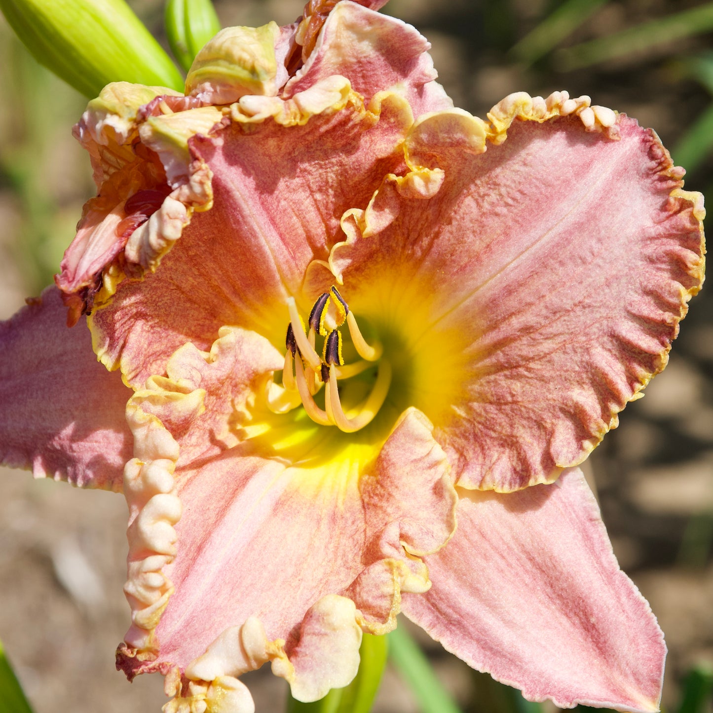 Hemerocallis 'Darla Anita'