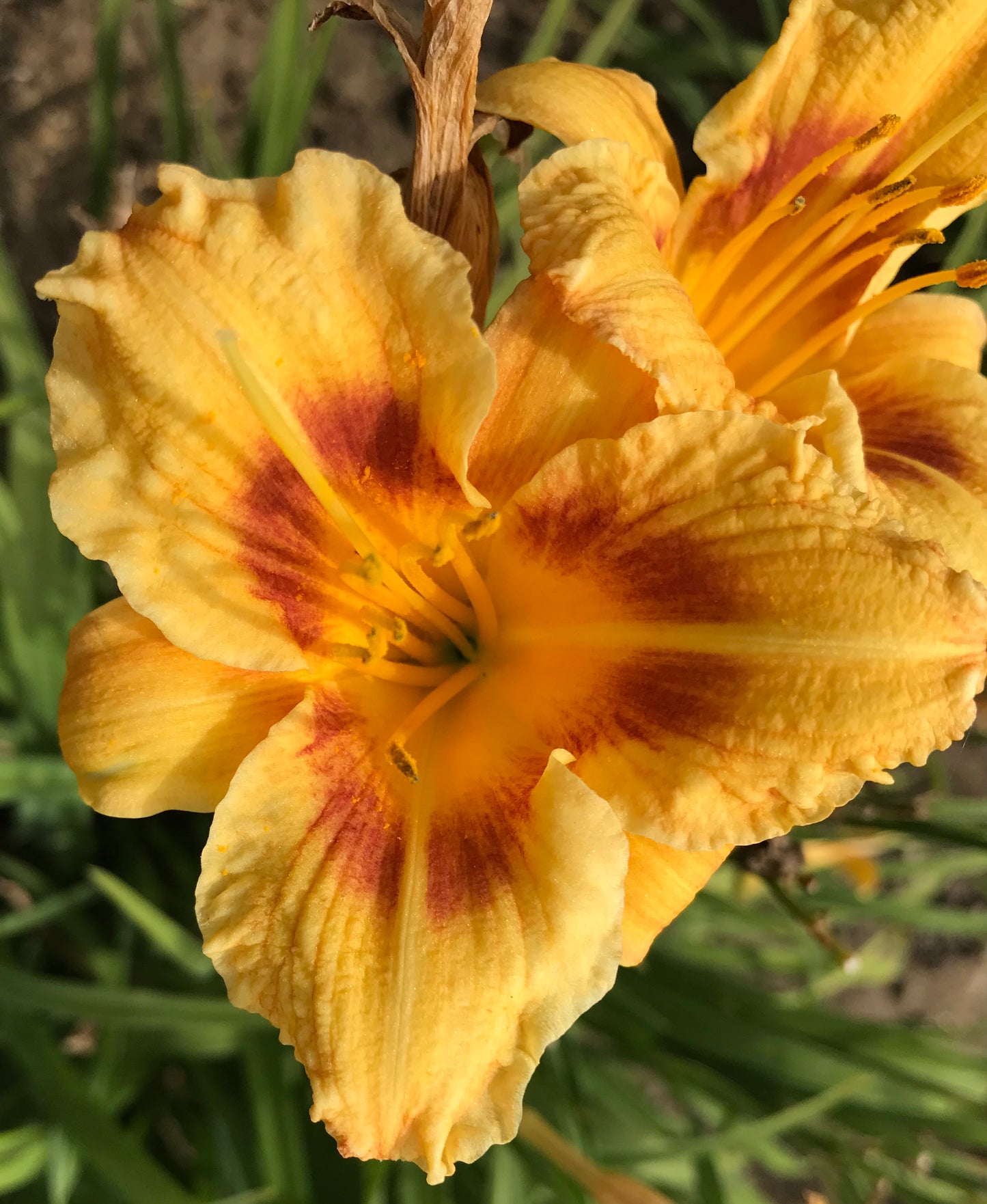 Hemerocallis 'Eenie Allegro'