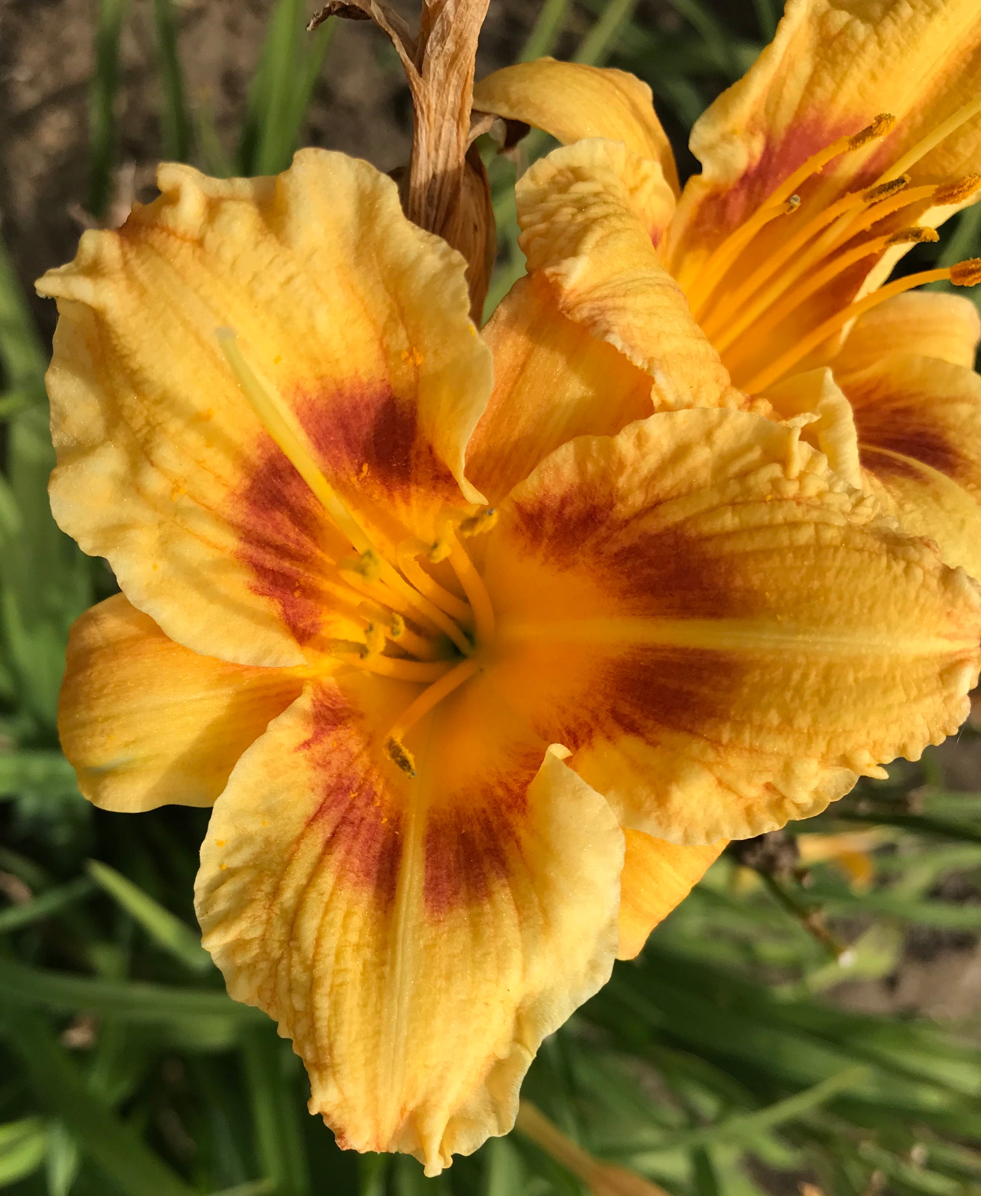 Hemerocallis 'Eenie Allegro'