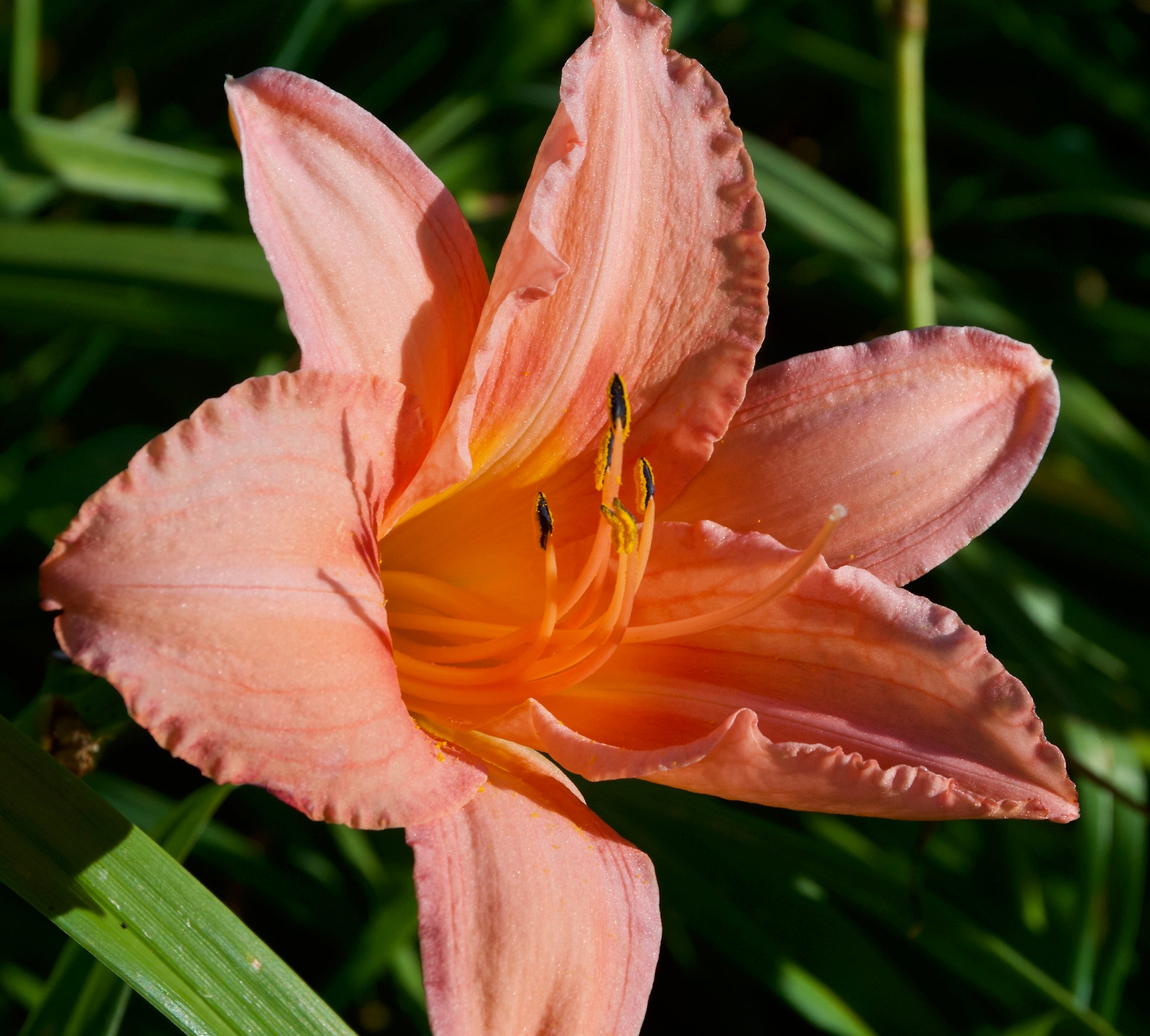 Hemerocallis 'Elaine Strutt'