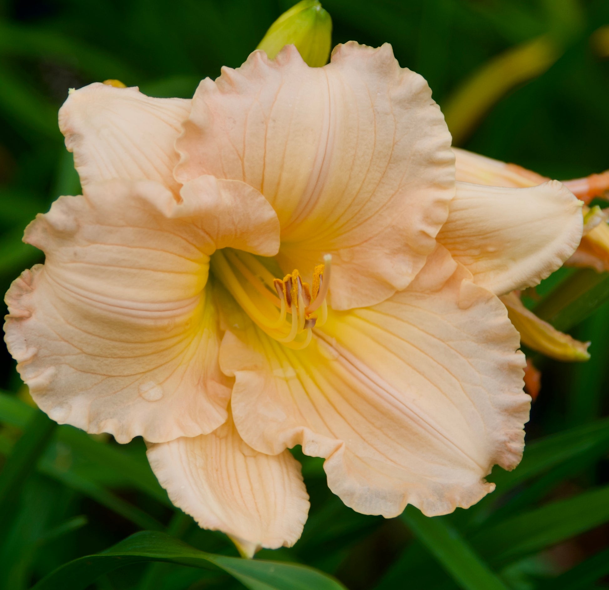 Hemerocallis 'Fairy Tale Pink'