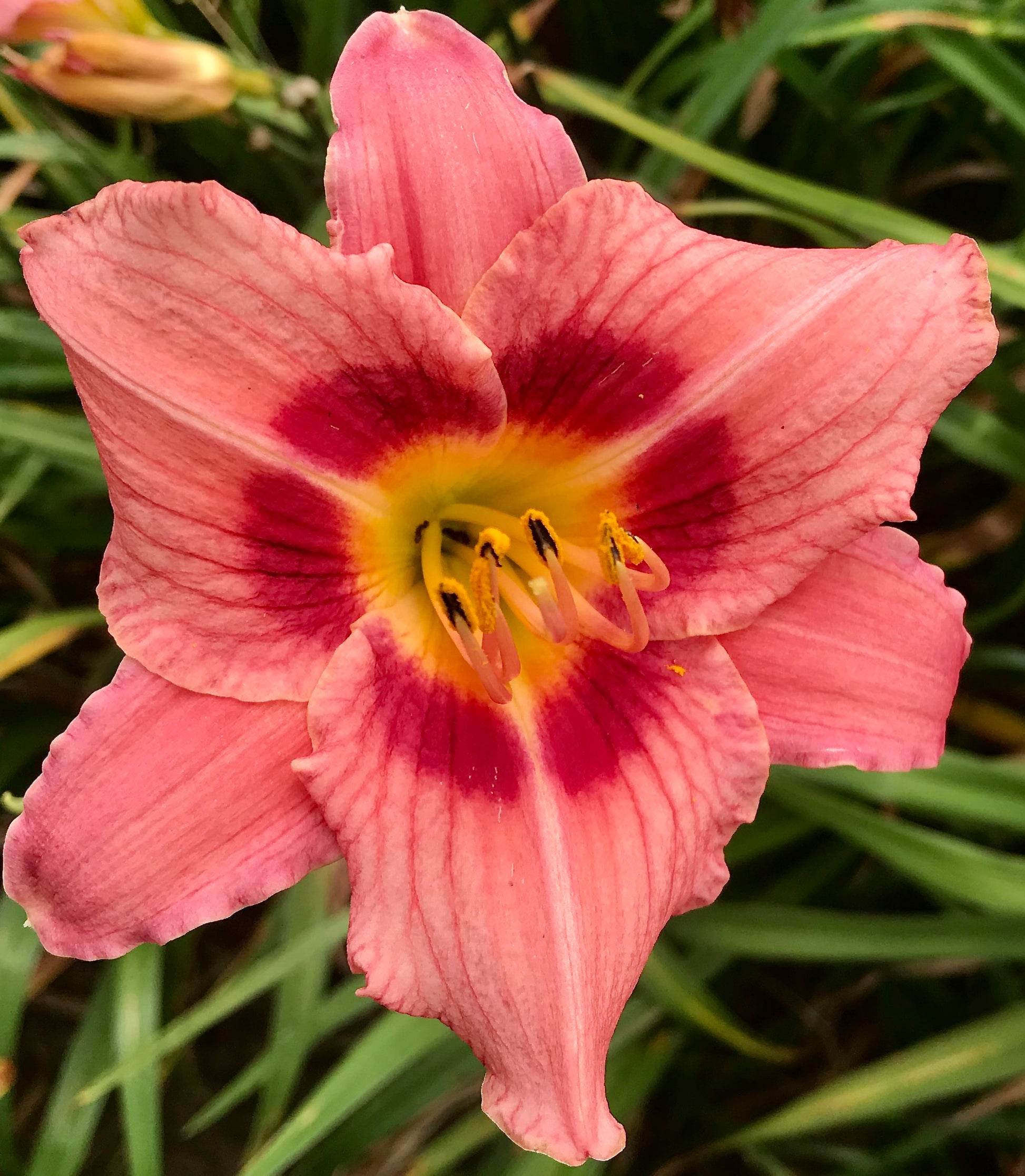 Hemerocallis 'Little Lila'