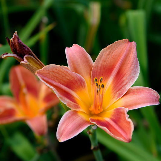 Hemerocallis 'Margaret Chase Smith'