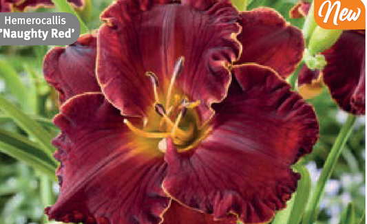 Hemerocallis 'Naughty Red' (Daylily)
