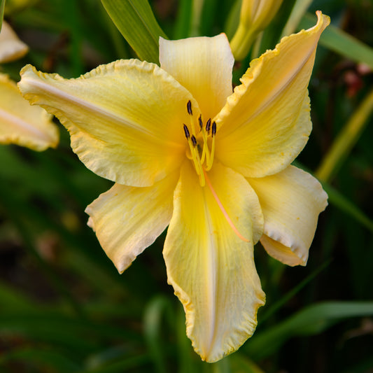 Hemerocallis 'Pastel Delight' (Daylily)