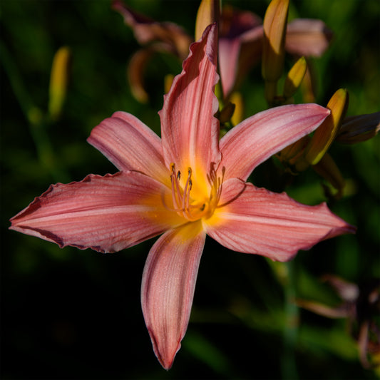 Hemerocallis 'Patricia Fay' (Daylily)