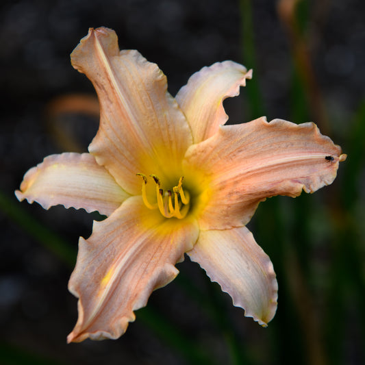 Hemerocallis 'Pink Divinity' (Daylily)