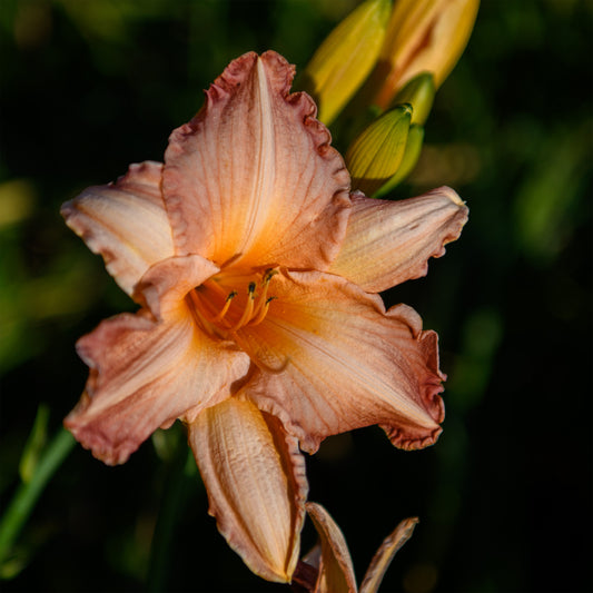 Hemerocallis 'Pink Embers'