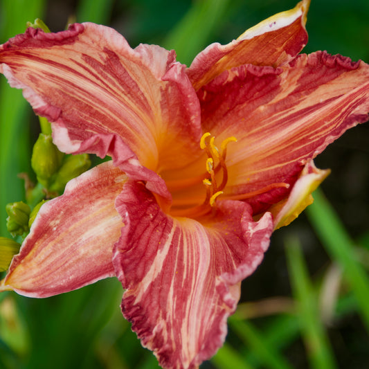 Hemerocallis   'Pink Stripes'