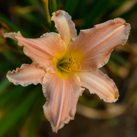 Hemerocallis 'Puff'