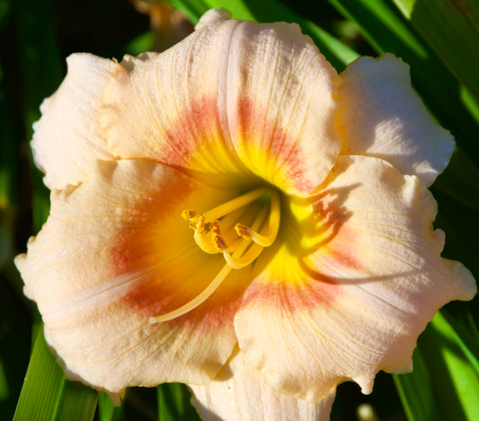 Hemerocallis 'Siloam Ethel Smith'