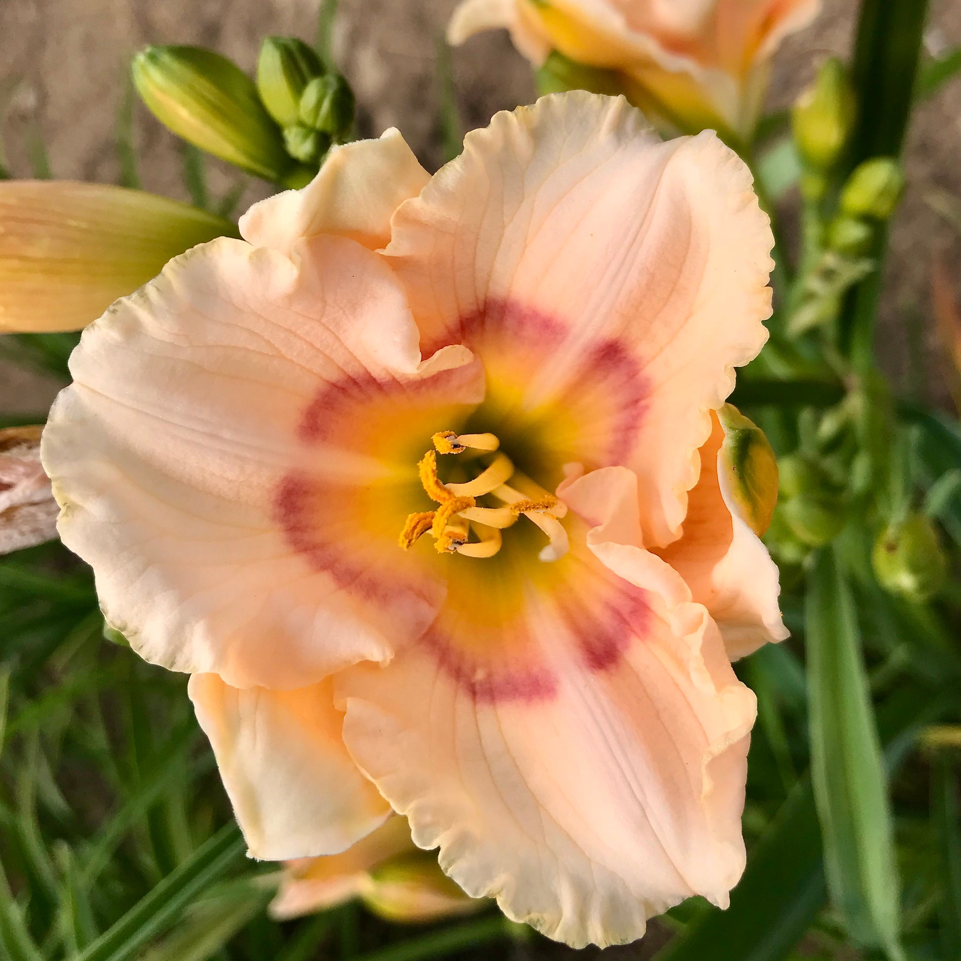 Hemerocallis 'Siloam Pink Glow'