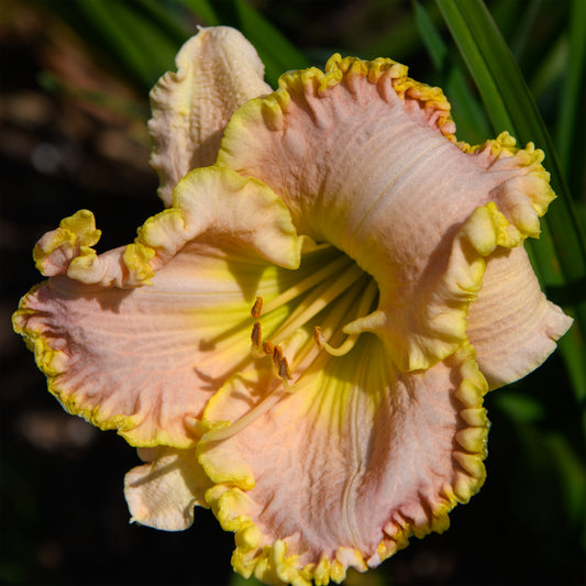 Hemerocallis 'Singular Sensation'  (Daylily)
