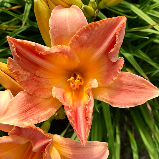 Hemerocallis 'Sirocco'