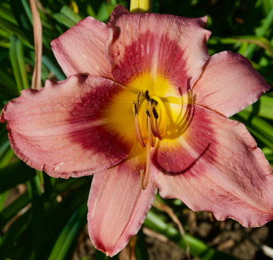 Hemerocallis 'Space Wars'