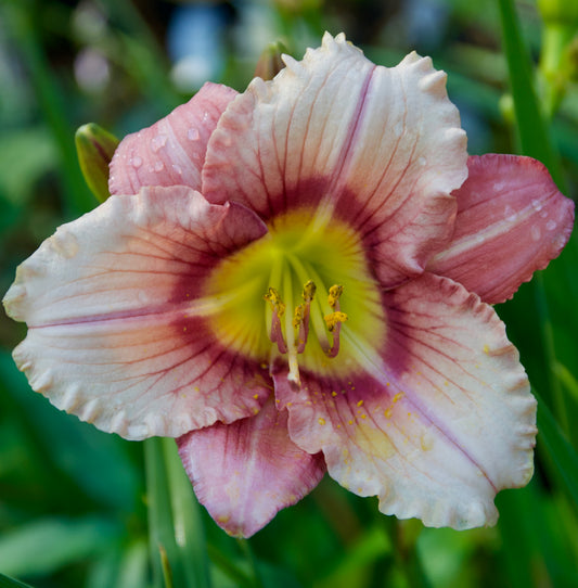 Hemerocallis   'Stephanie Returns'
