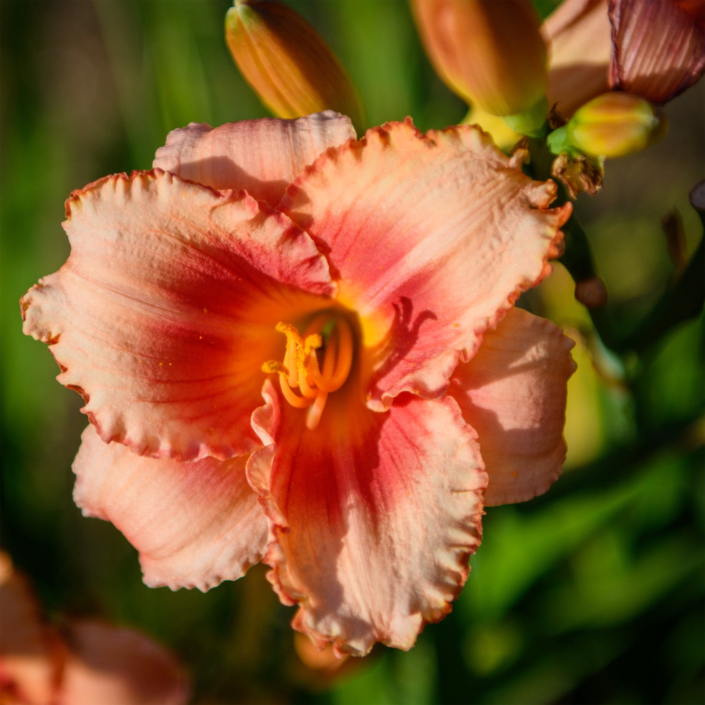 Hemerocallis 'Strawberry Candy' (Daylily)