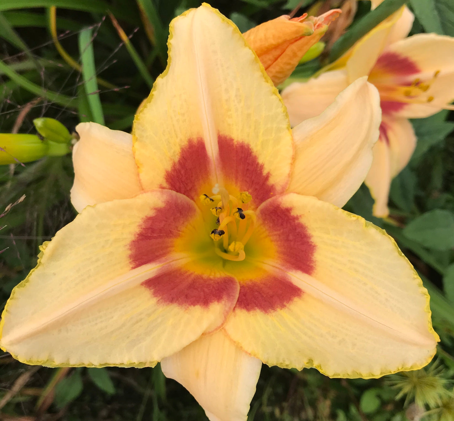 Hemerocallis 'Streaker'