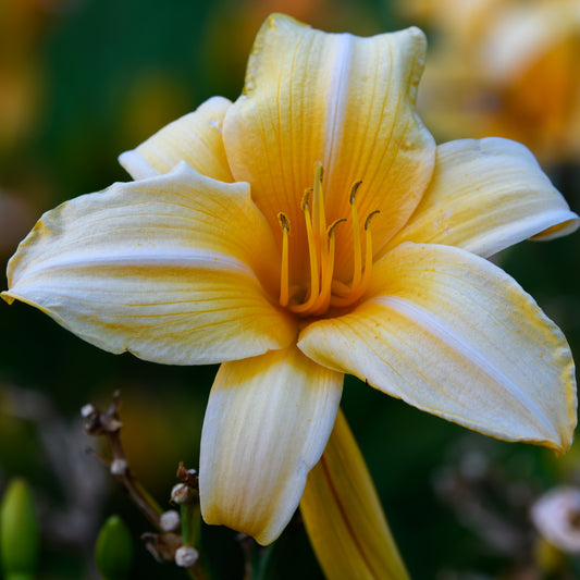 Hemerocallis 'Summer Splendor'