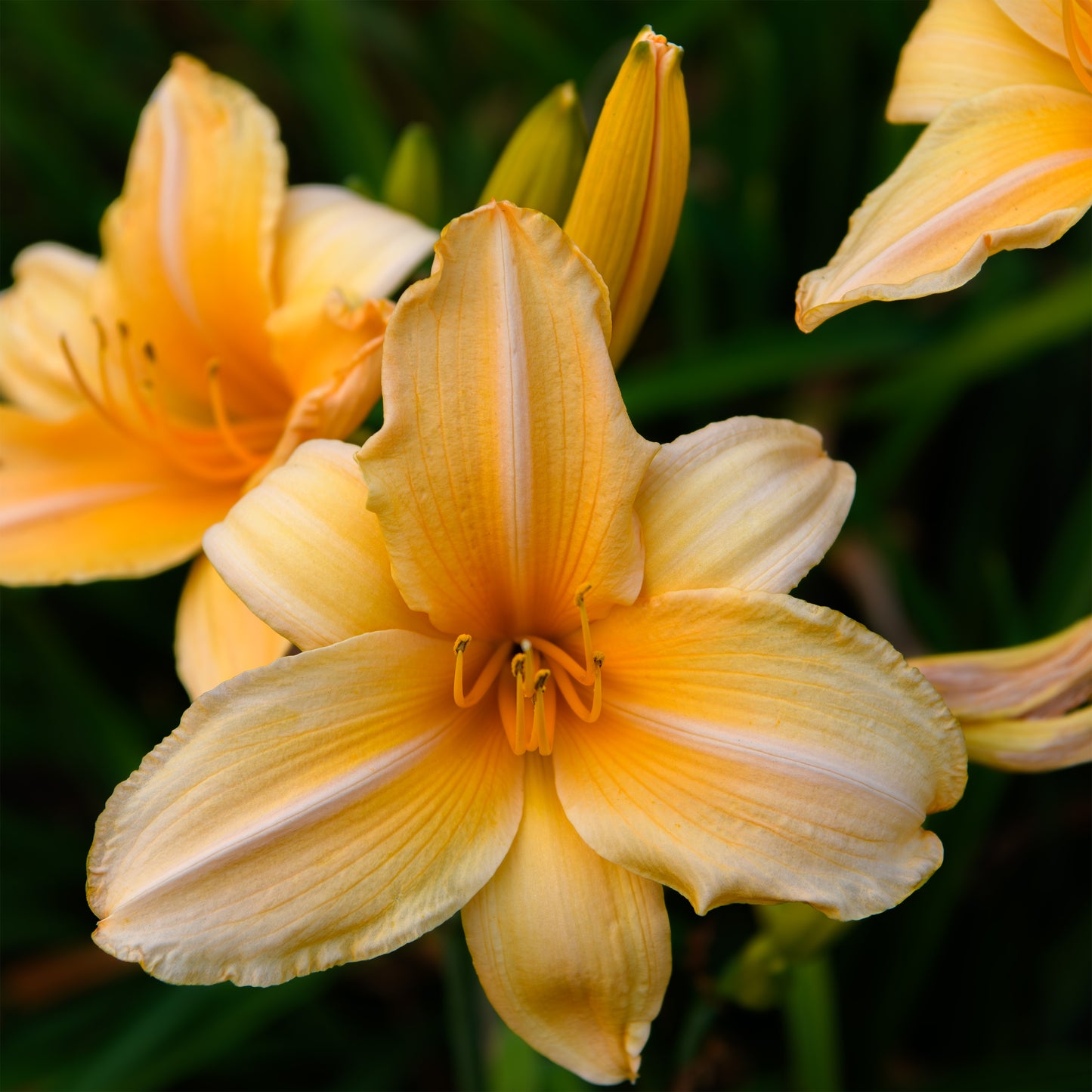 Hemerocallis 'Summer Splendor' (Daylily)