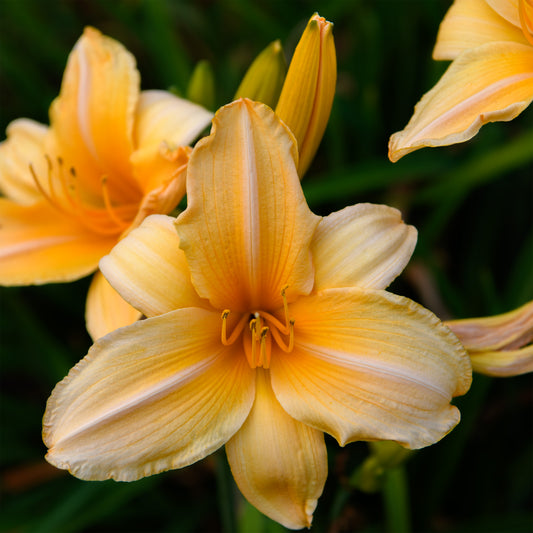 Hemerocallis 'Summer Splendor' (Daylily)