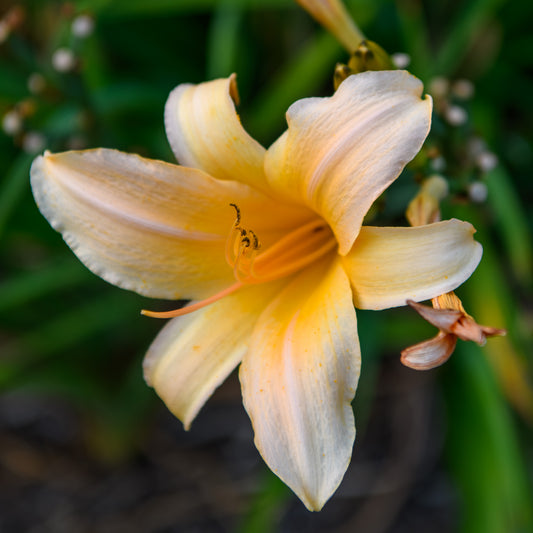 Hemerocallis 'Tina Renae'