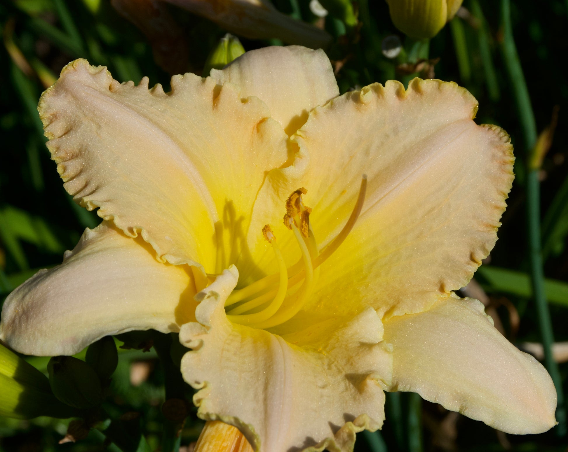 Hemerocallis   'Western Sandstone'