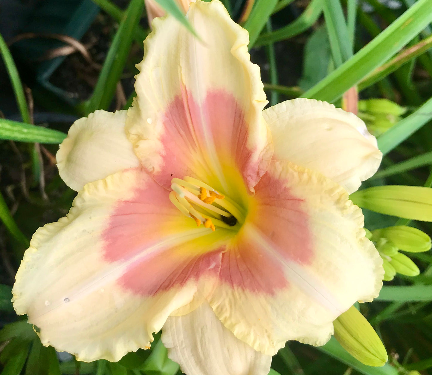 Hemerocallis   'When my Sweetheart Returns'