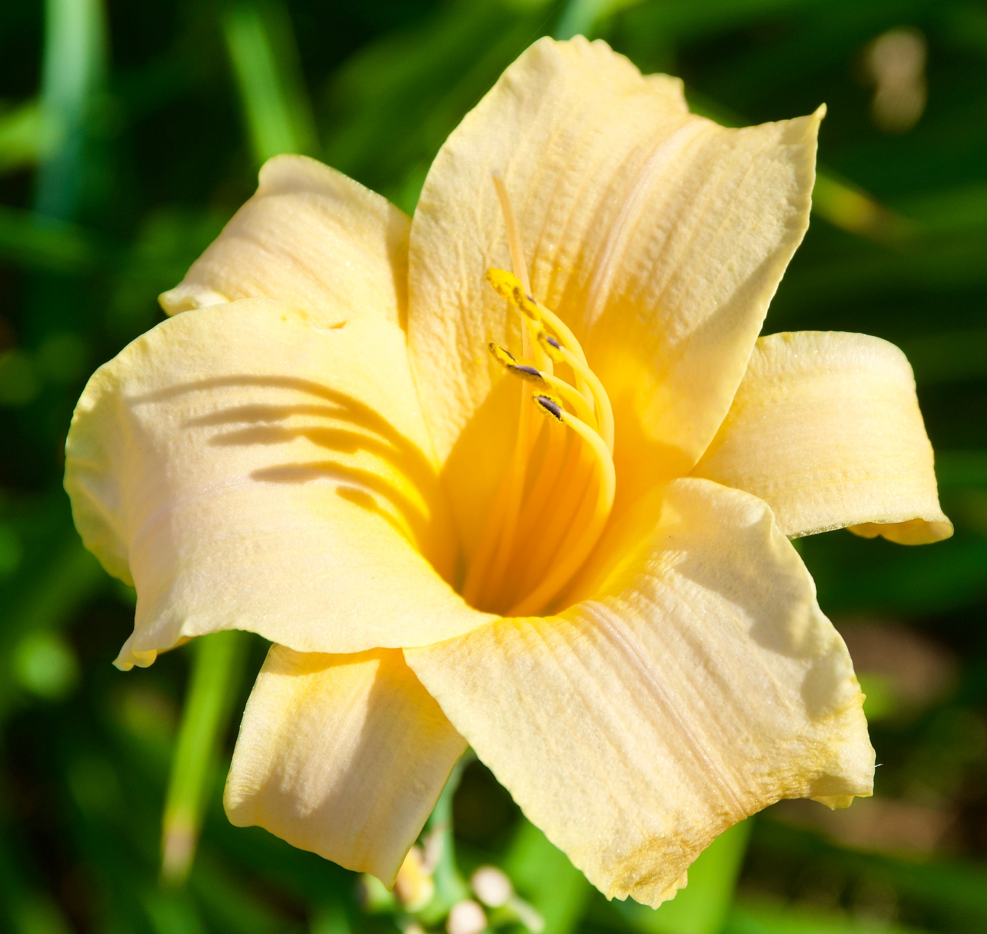 Hemerocallis 'Wild Key'