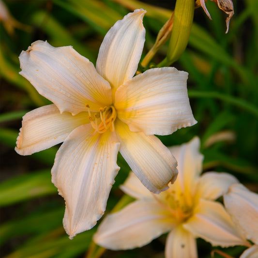 Hemerocallis 'Young Countess' (Daylily)