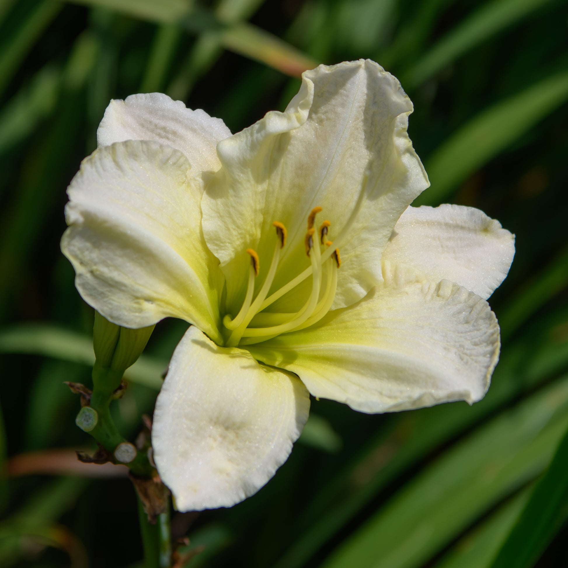 day lilies white Hemerocallis 'Ice Carnival' (Daylily) – Fieldstone Gardens Inc