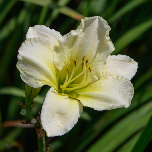 Hemerocallis 'Ice Carnival' (Daylily)