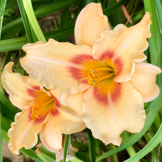 Hemerocallis 'Siloam Tinker Toy'