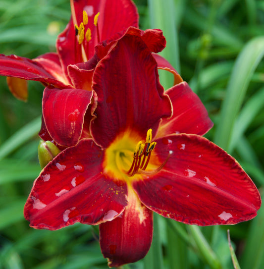 Hemerocallis 'Applause'