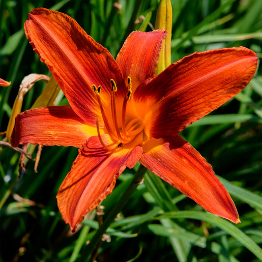 Hemerocallis 'Autumn Red'