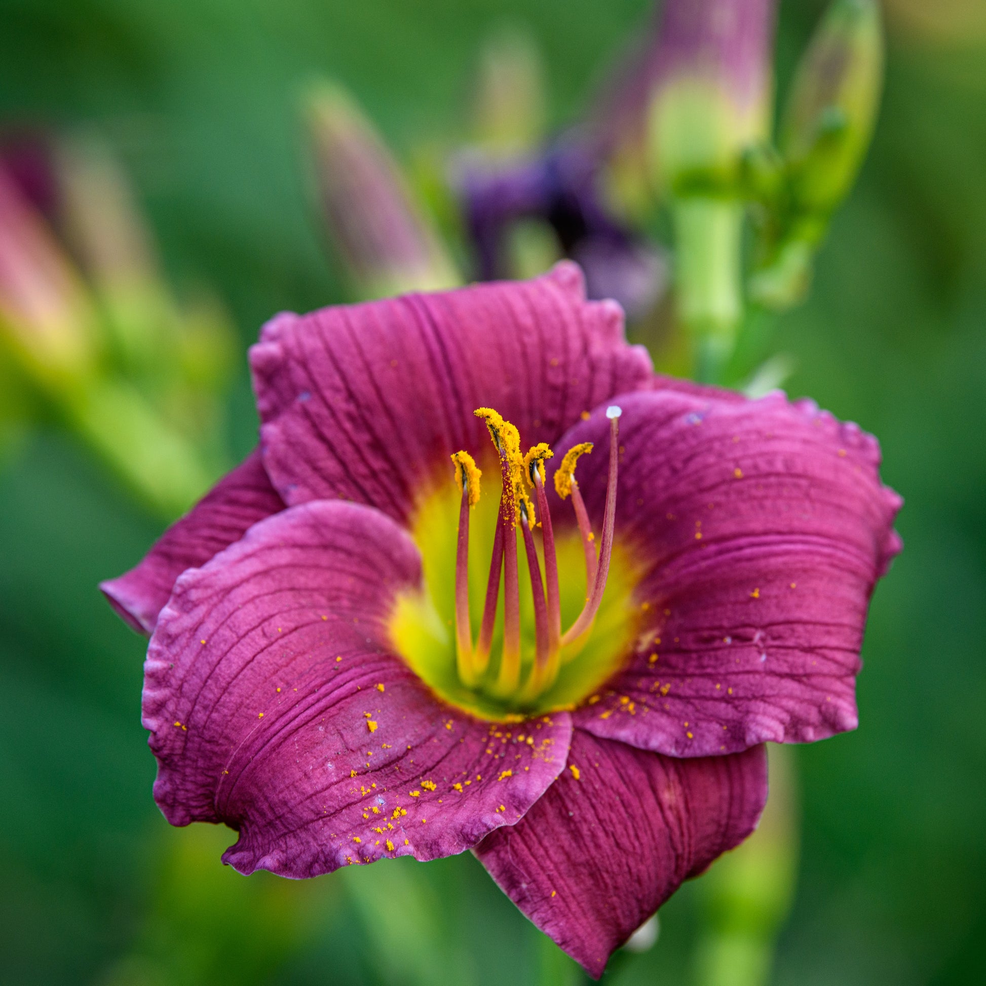 Hemerocallis 'Barbary Corsair'