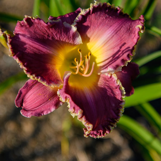 Hemerocallis 'Bettylen' (Daylily)