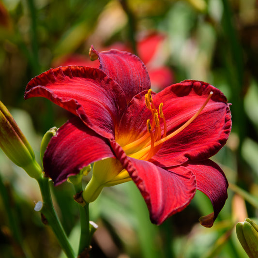 Hemerocallis 'Chicago Apache' (Daylily)