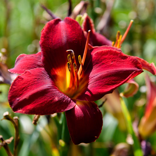 Hemerocallis 'Chicago Knockout' (Daylily)