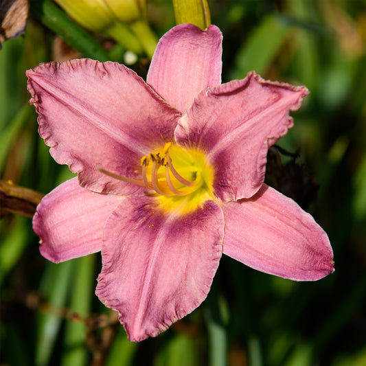 Hemerocallis 'Chicago Queen'