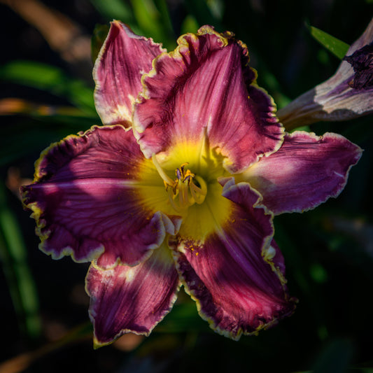 Hemerocallis 'Cosmic Struggle' (Daylily)